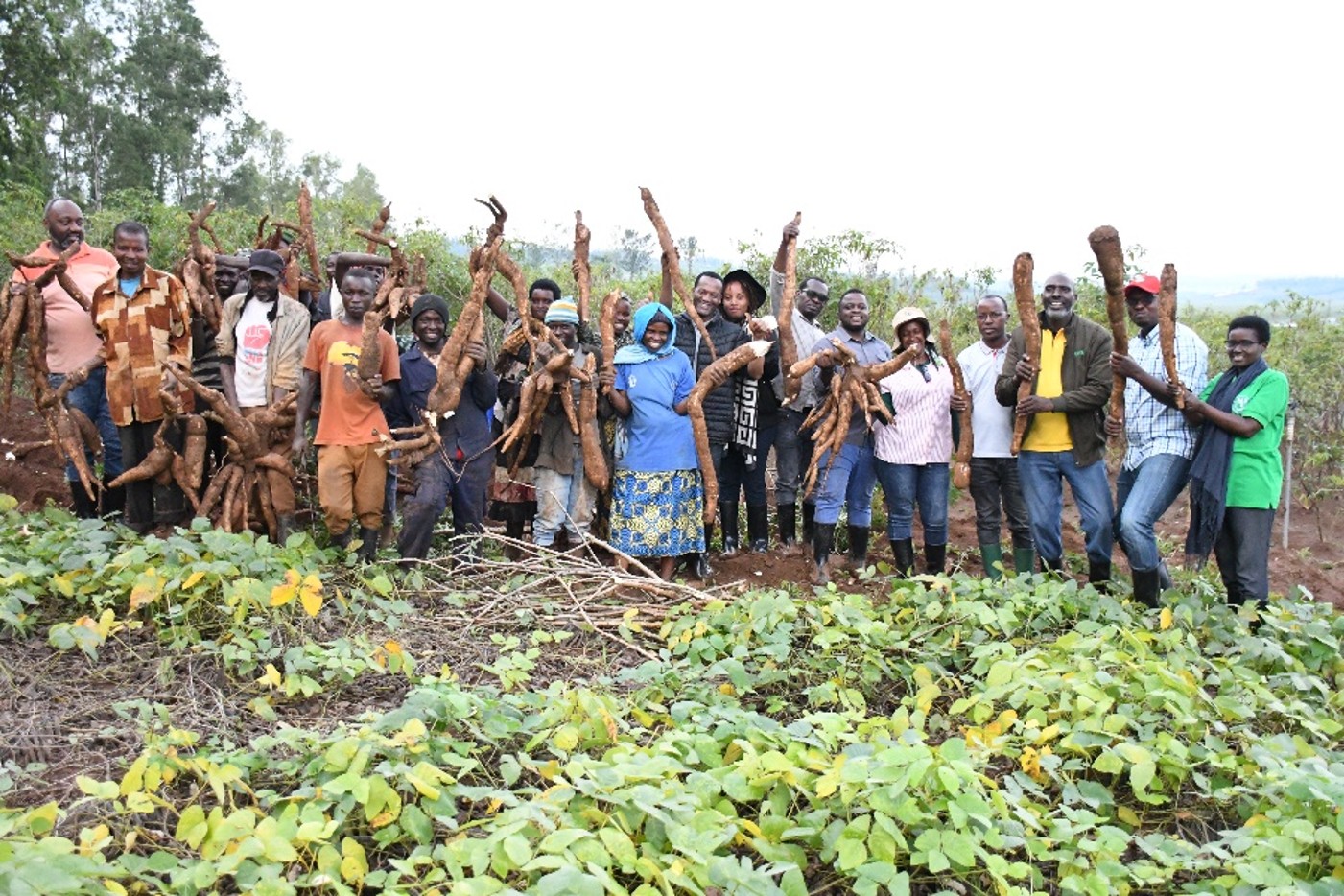 Biotech Cassava NPT 1 Harvest-28 to 30 October 2025 at Musenyi-Bugesera