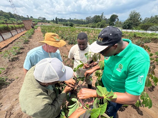RAB Scientists and partners at Rubona RAB station learning about Cassava Breeding