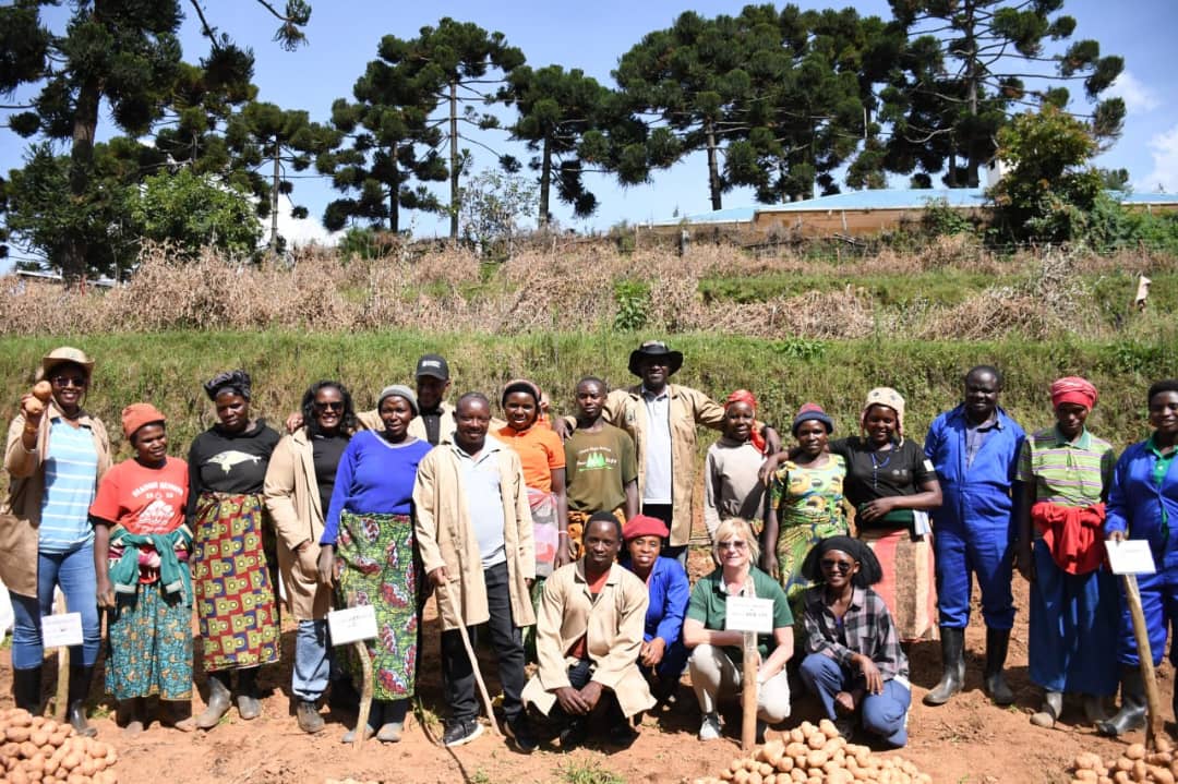 Potato Harvest at Rwerere