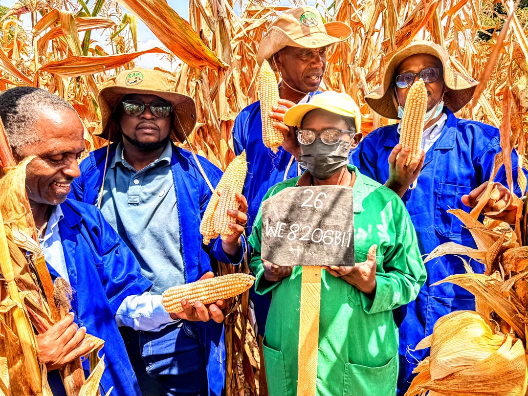 Maize Harvest at Musanze