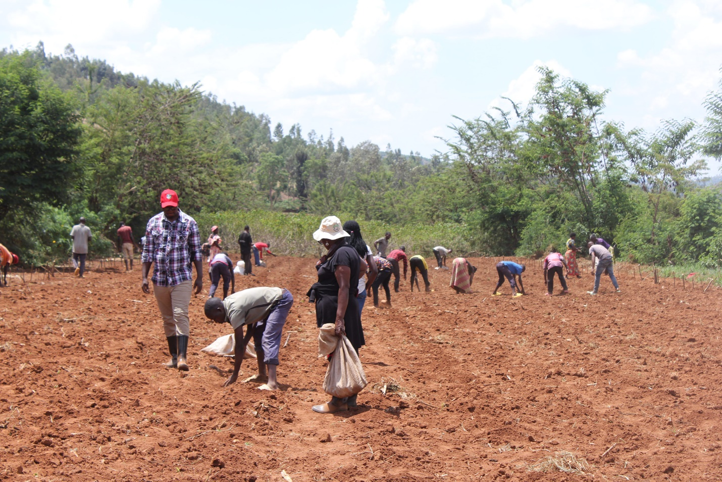 Biotech Cassava National Performance Trials Established at Rubona, Mututu, and Nemba