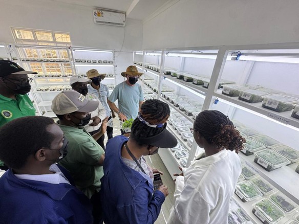 Expanding Tissue Culture Capacity for Clean Cassava Planting Materials-Huye-Rubona Biotech Cassava Multiplication Facility Visit