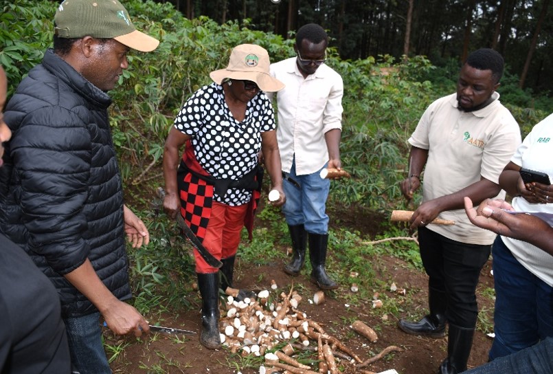 Biotech Cassava NPT 1 Harvest