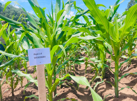 Maize Seeing is Believing Event