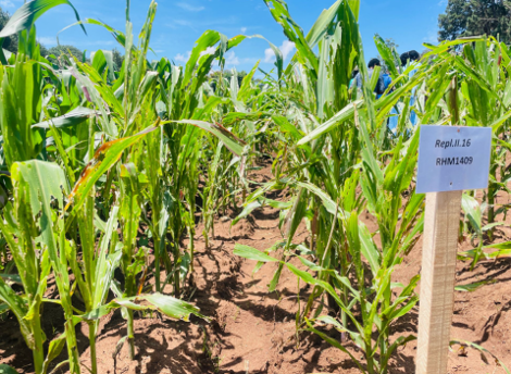 Maize Seeing is Believing Event