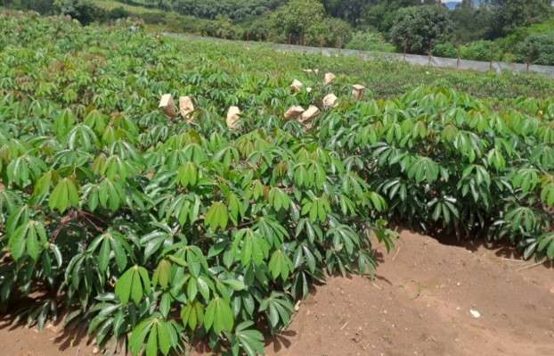 Cassava Six-Month After Planting Data Collection (6MAP)-6th May 2026