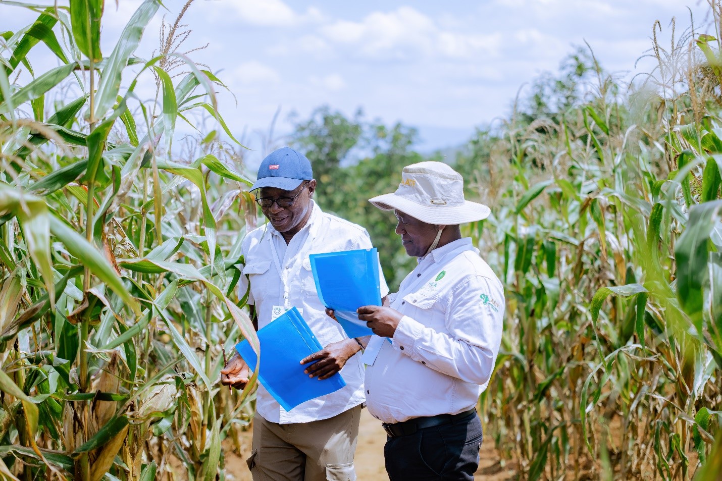 Multi-Location Field Evaluation of TELA Maize Varieties Concludes with Strong Preliminary Performance Insights Across Rwanda