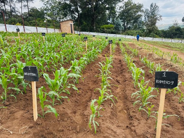 Multi-Location Field Evaluation of TELA Maize Varieties Concludes with Strong Preliminary Performance Insights Across Rwanda