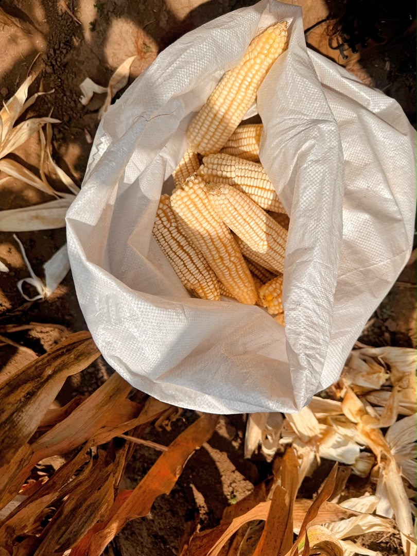 Biotech Maize Harvest and Performance Evaluation Conducted at RAB Musanze Station