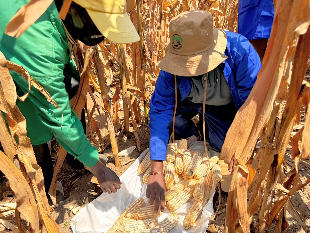 Biotech Maize Harvest and Performance Evaluation Conducted at RAB Musanze Station