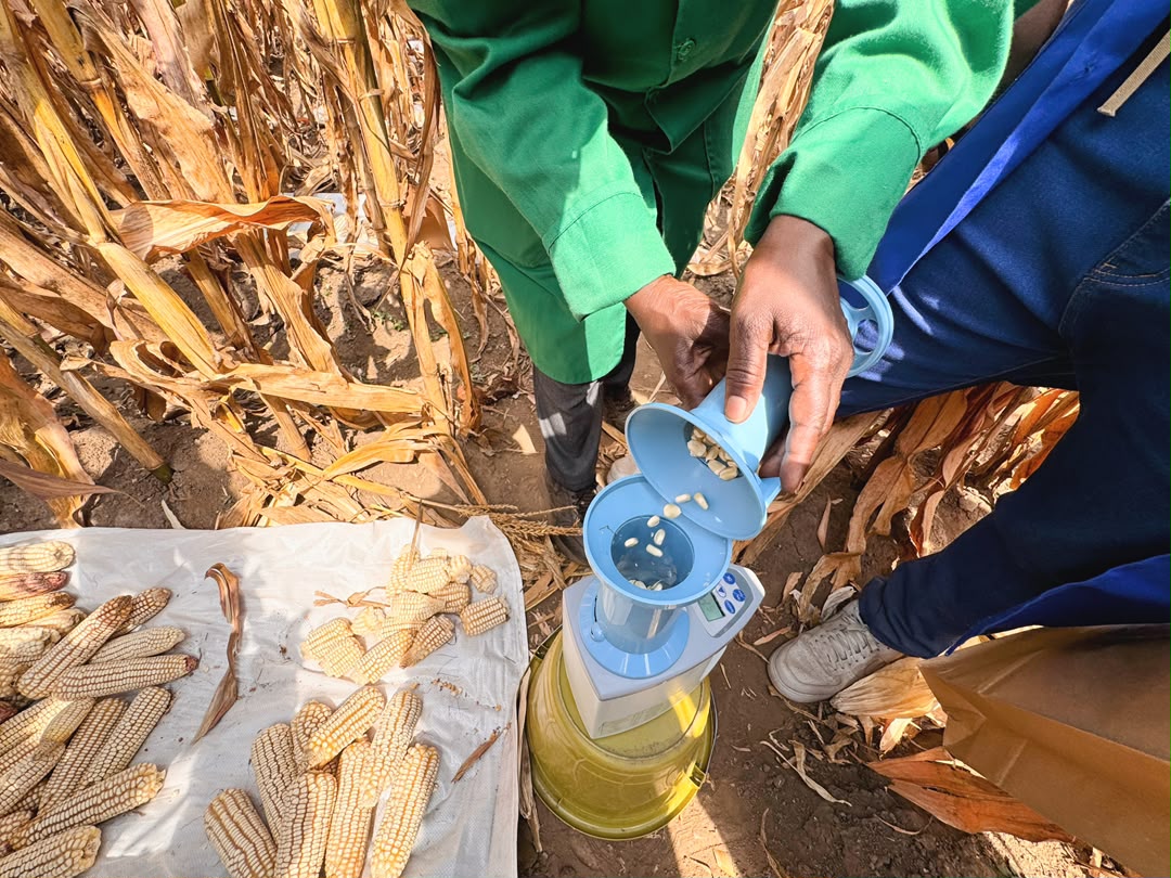 Biotech Maize Harvest and Performance Evaluation Conducted at RAB Musanze Station