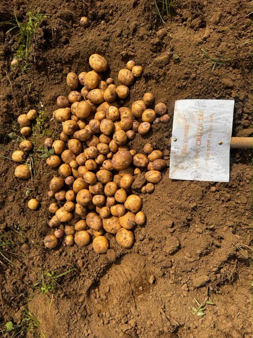 Biotech Potato Harvest Showcases Late Blight Resistance and Yield Potential