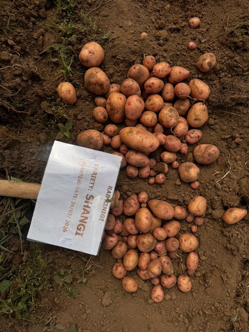 Biotech Potato Harvest Showcases Late Blight Resistance and Yield Potential