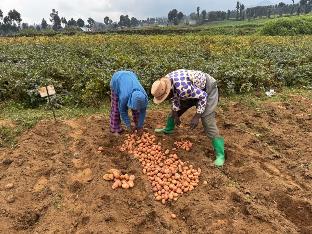 Biotech Potato Harvest Showcases Late Blight Resistance and Yield Potential